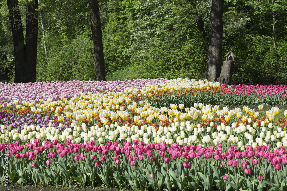 flower beds with tulips in the Park flower beds with tulips in the Park