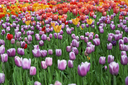 large flowerbed with tulips