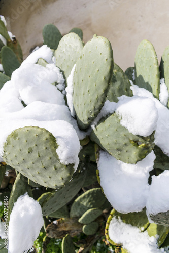 Cactus covered with snow. Paddle cactus. Closeup