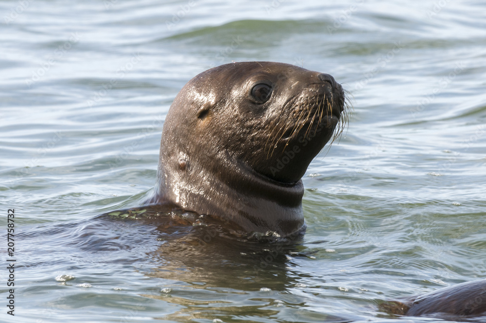 Fototapeta premium Mother and baby sea lion, Patagonia