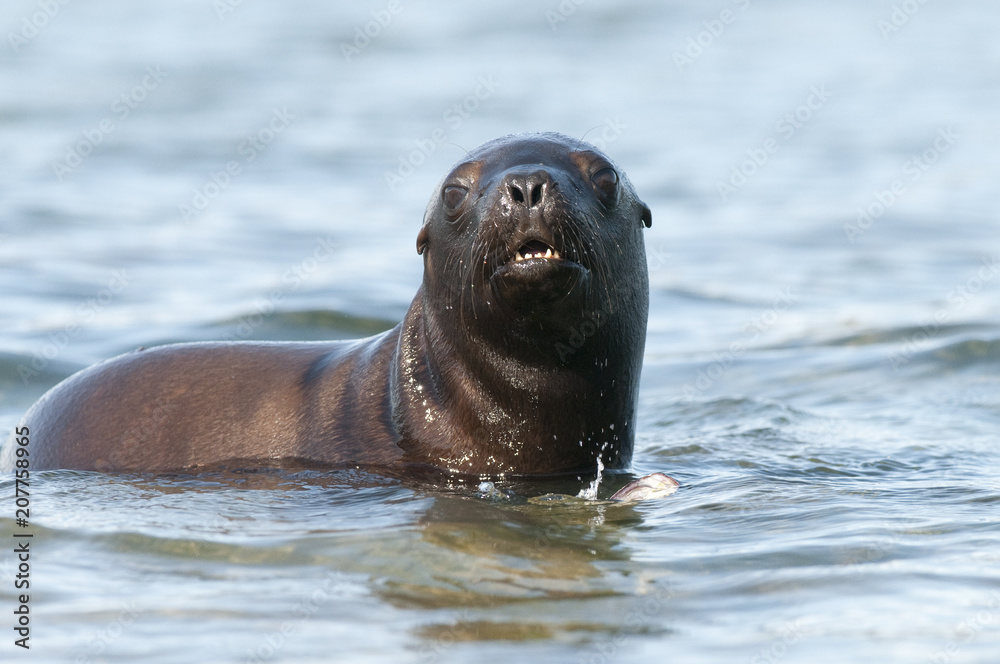 Fototapeta premium Mother and baby sea lion, Patagonia