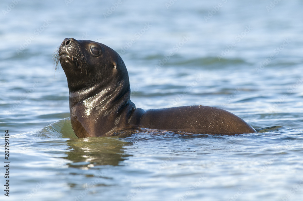 Fototapeta premium Mother and baby sea lion, Patagonia