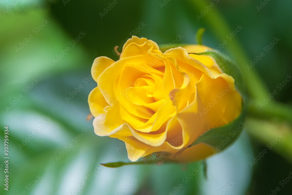 Beautiful yellow rose flower in a garden. Beautiful yellow rose flower in a garden.