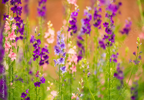 muticolor summer garden flowers at abstract colorful background