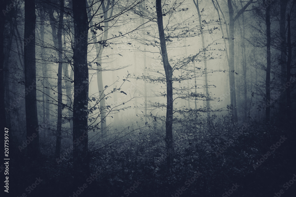 tree in dark foggy forest tree in dark foggy forest
