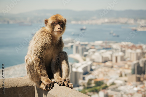 Barbary macaque sitting on a wall at the top of The Rock of Gibraltar with out of focus city in background. Picture with shallow depth of field and retro faded look effect. © PirahaPhotos