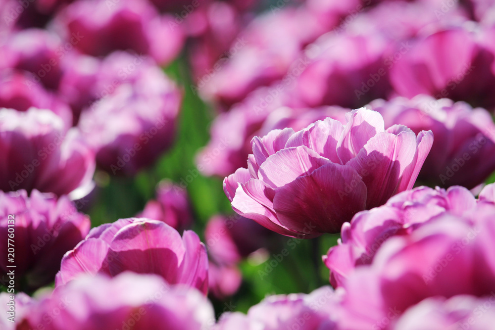 Pink tulip field