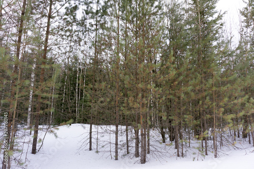 Pine trees covered with snow on frosty evening. Beautiful winter panorama at snowfall .
