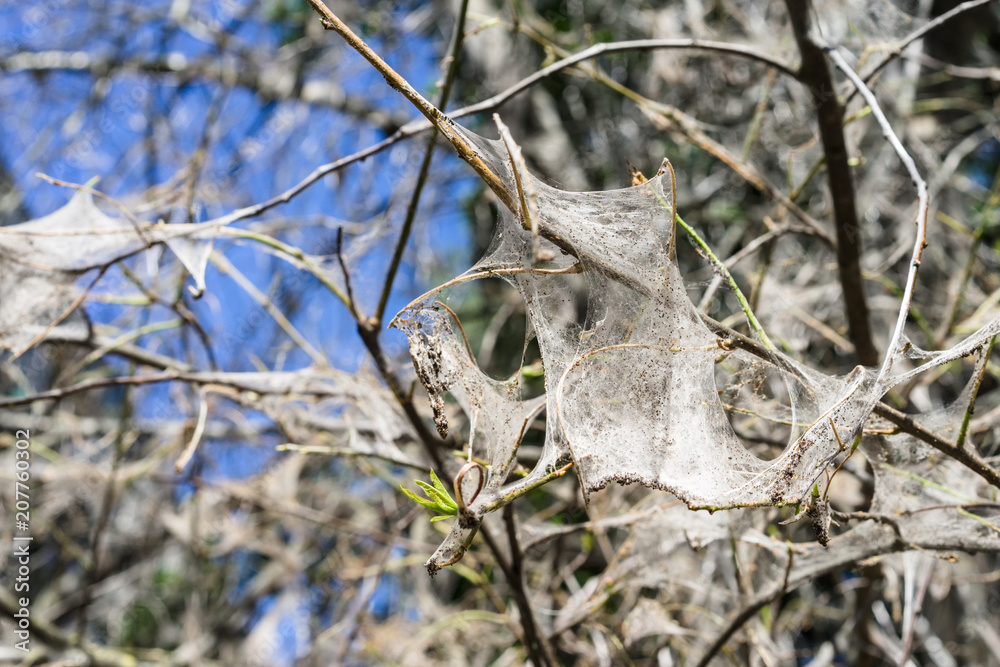 Spiderweb on tree branches. bird cherry moth Yponomeutidae Spiderweb on tree branches. bird cherry moth Yponomeutidae