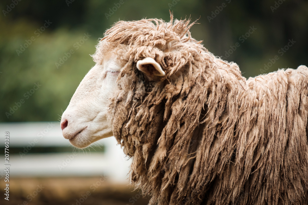 Cute funny happy sheep at outdoor garden nature field valley Cute funny happy sheep at outdoor garden nature field valley