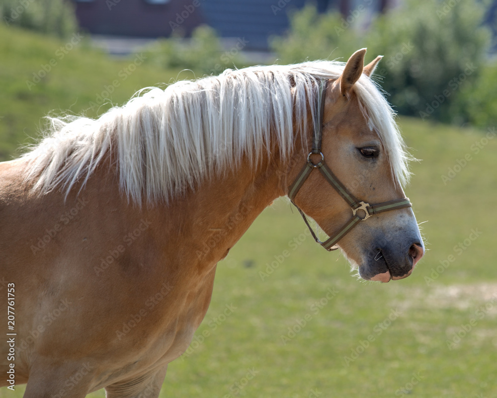 Obraz premium Norwegian horse