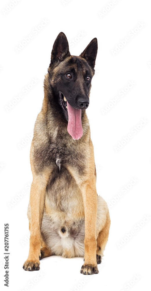 Belgian shepherd dog looking at white background Belgian shepherd dog looking at white background