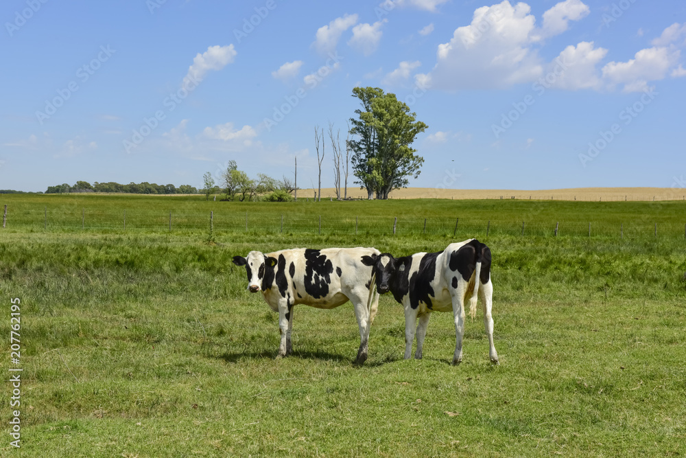 Steers fed on pasture, La Pampa, Argentina