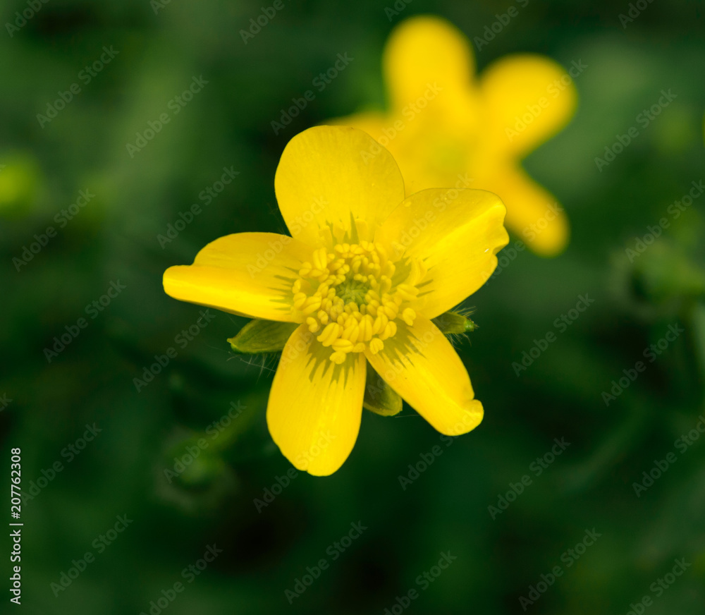 buttercup buttercup