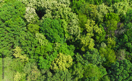 beautiful green forest, aerial view © Ioan Panaite