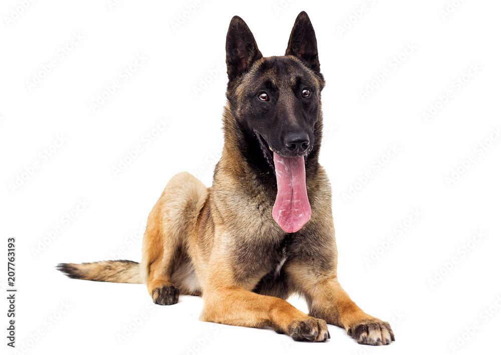 Belgian shepherd dog looking at white background