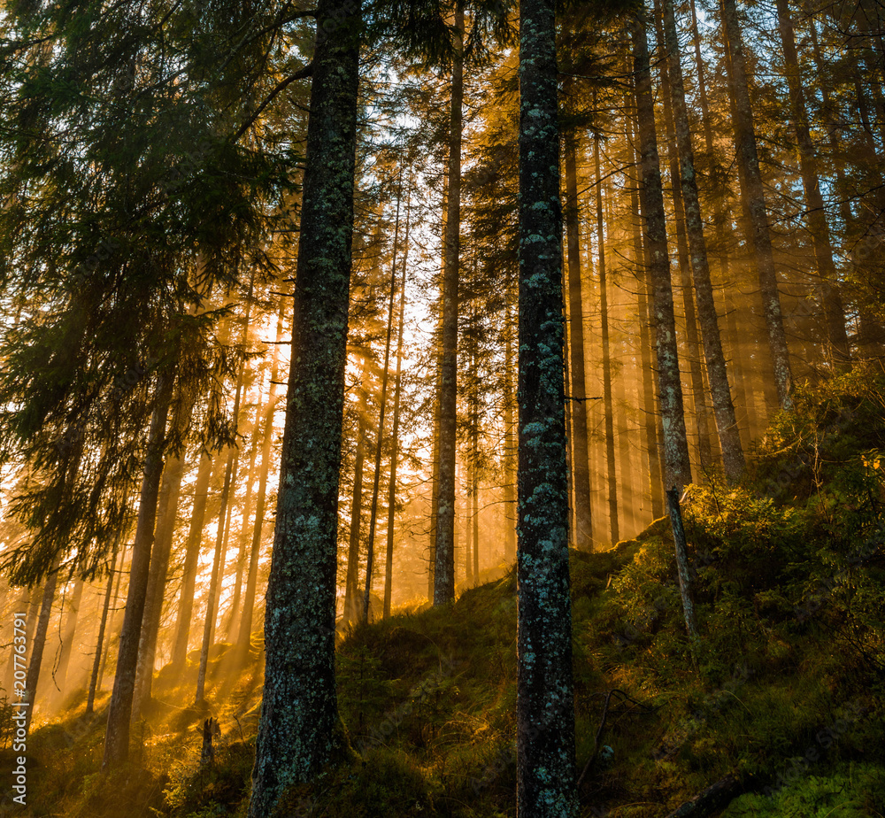 Fototapeta premium Sunshine in forrest