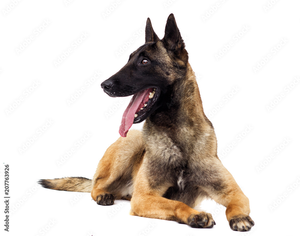 Belgian shepherd dog looking at white background Belgian shepherd dog looking at white background