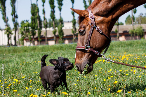 Red horse with a dog in a glade with dandelions