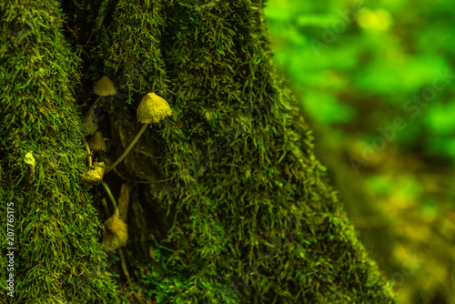 Mushrooms on an old stump covered with moss in a summer forest