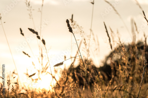 shadow sillhouette of grass