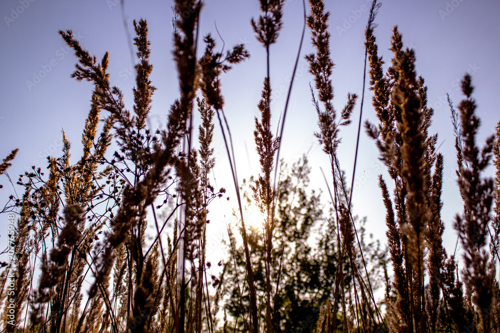 cornfield cornfield