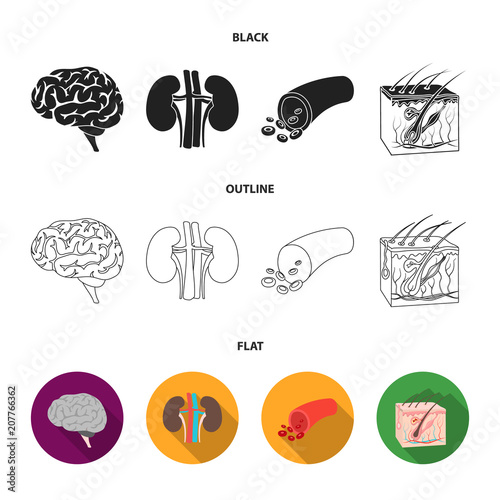 Brain, kidney, blood vessel, skin. Organs set collection icons in black,flat,outline style vector symbol stock illustration web.