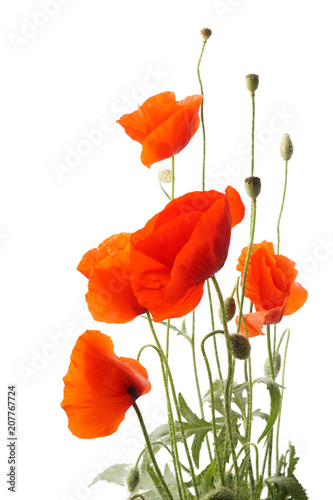 Red poppy flowers bouquet isolated on white.
