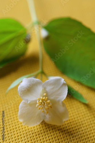 Small branch of philadelphus coronarius with one white beautiful flower with four petals on bright yellow background at shallow depth of field.