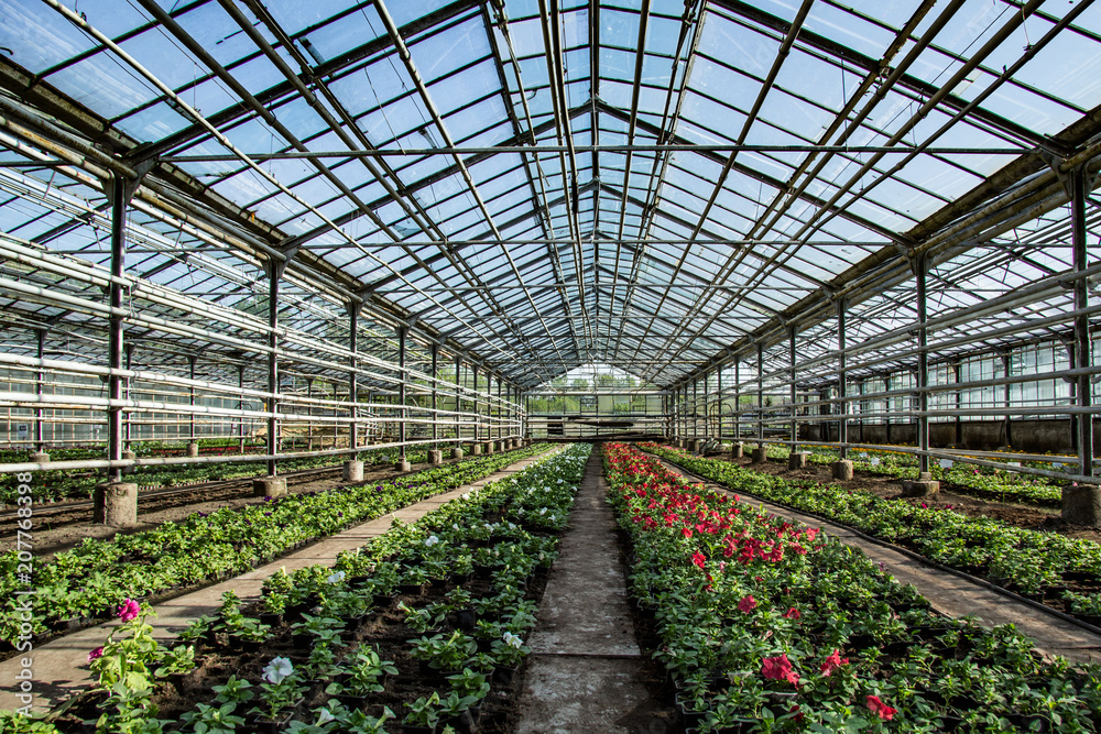 flowers farm with stained-glass in summer day without of staff. flowers farm with stained-glass in summer day without of staff.