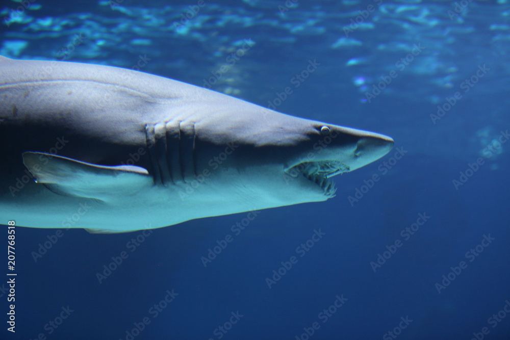Obraz premium Акула
