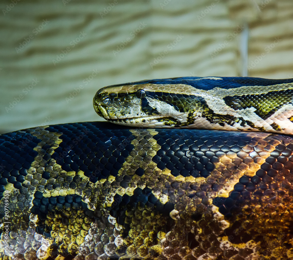 Fototapeta premium big snake python