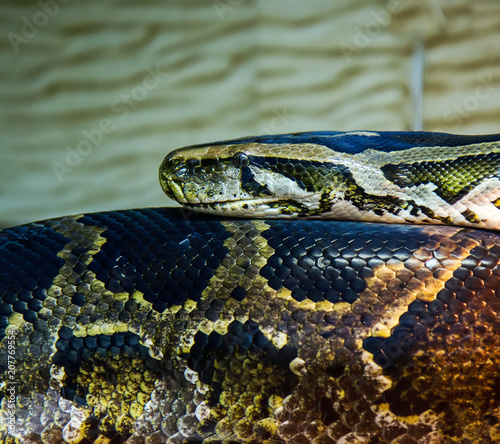 big snake python