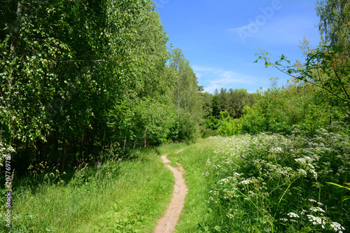 Beautiful footpath in the summer forest.