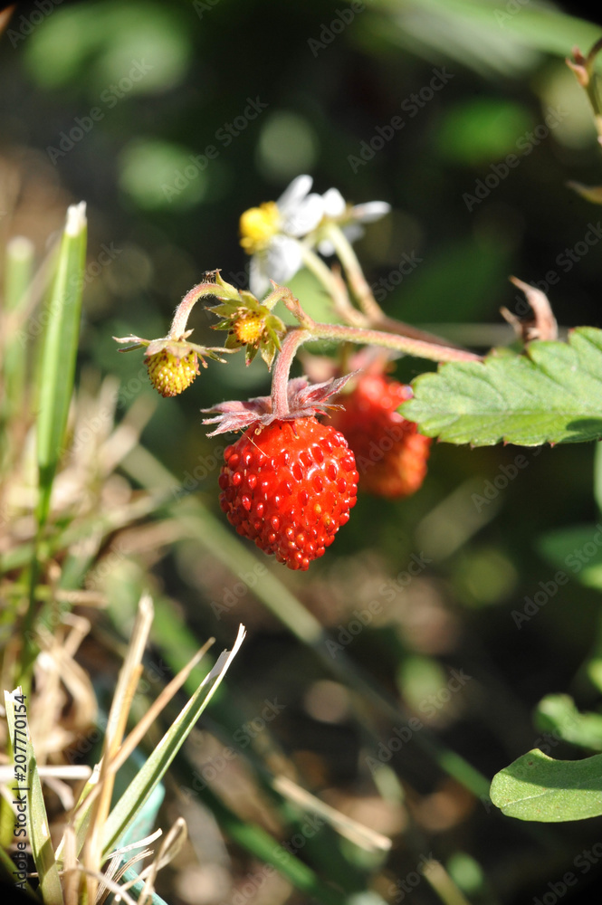 strawberries in the woods close-up strawberries in the woods close-up