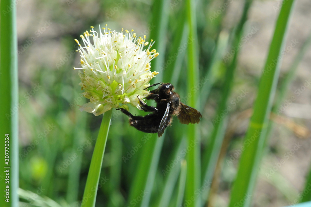 Fototapeta premium black hornet on onion flower