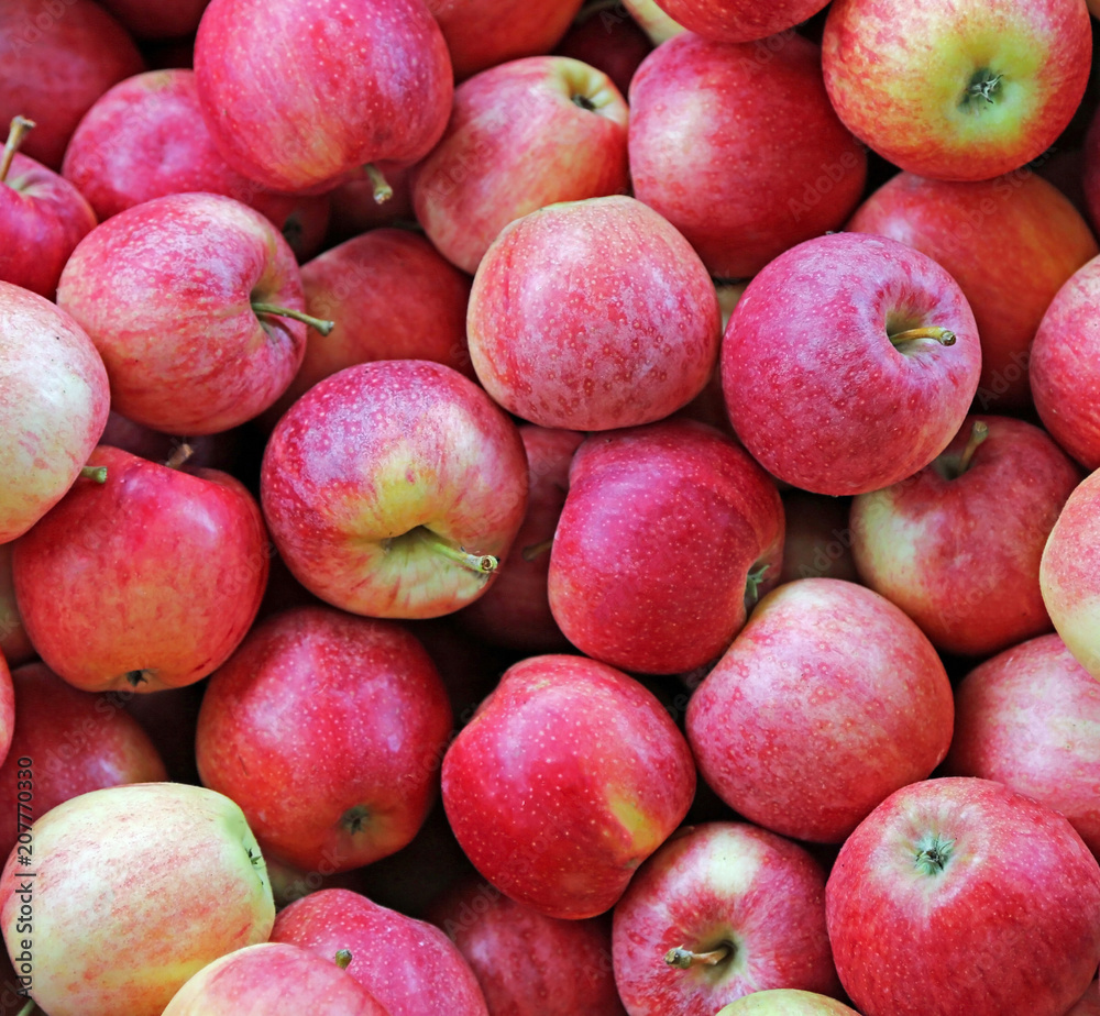 background of apples freshly harvested in the orchard background of apples freshly harvested in the orchard