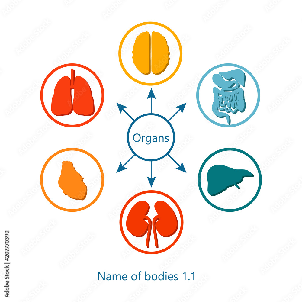 Name of Bodies and Organs Vector Illustration