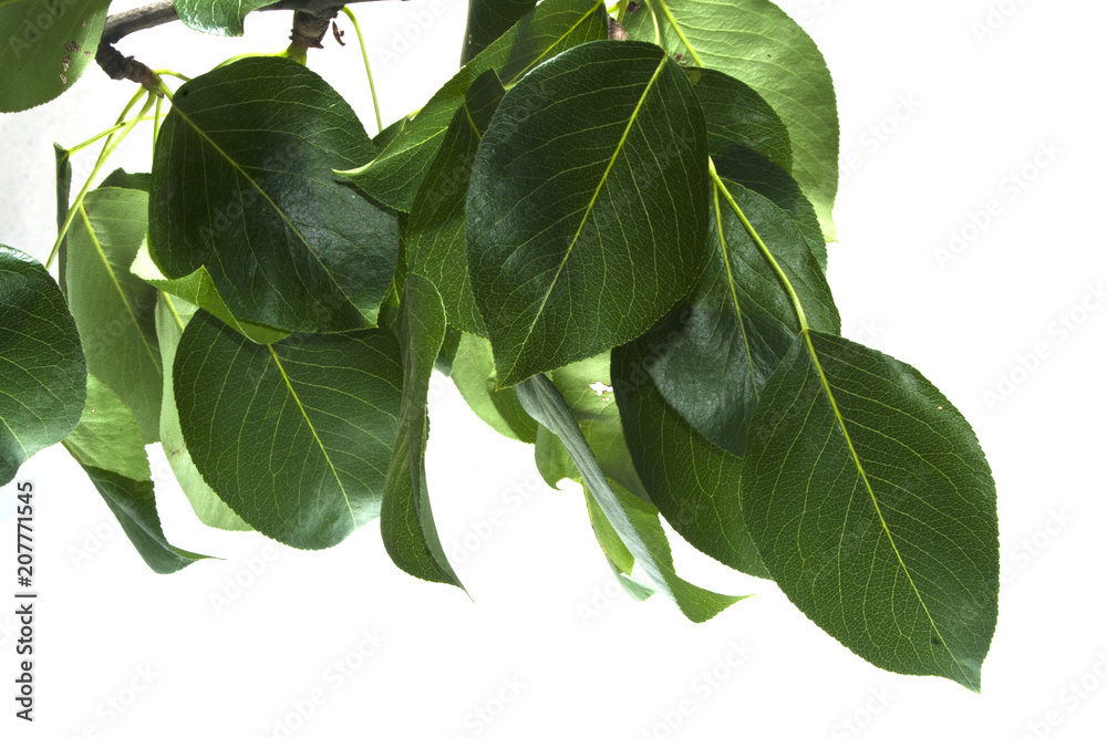Fototapeta premium green leaf isolated on white background