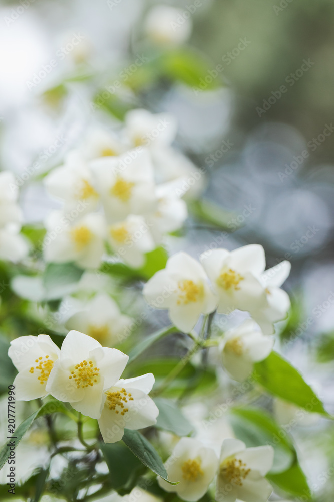 Fototapeta premium Jasmin tree blooming at mid spring. Close-up, selective focus, no people,