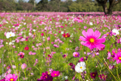Beautiful pink color cosmos flower garden © bankrx