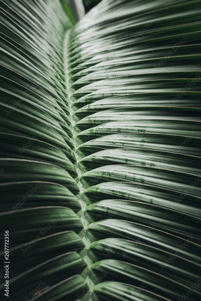 Deep dark green palm leaves pattern. Closeup. Vertical, creative layout Deep dark green palm leaves pattern. Closeup. Vertical, creative layout