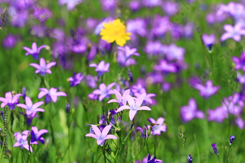 Wild flowers on meadow