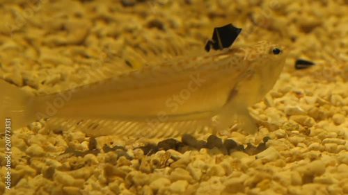A few yellow colour color Lesser weever or Sting fish, Echiichthys vipera at the bottom of the sea or aquarium photo