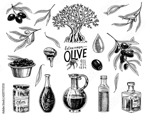 Set of Olive oil and branch of trees. Organic vegetarian product in bottle. Green plant for healthy diet. Black fruit for cooking food. Engraved hand drawn in old vintage sketch. Vector illustration.
