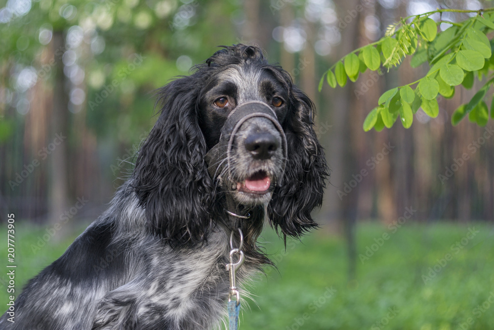 dog russian spaniel breed in a muzzle with acacia leaves
