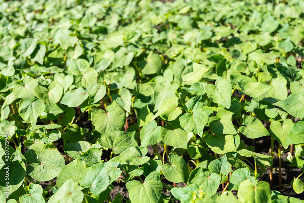 young buckwheat sprouts in the field close up on a Sunny day young buckwheat sprouts in the field close up on a Sunny day
