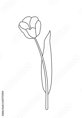 Vector illustration, isolated tulip flower in black and white colors, outline hand painted drawing