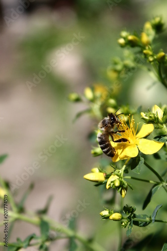 Biene bestäubt Blume © Eva