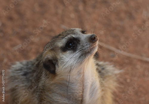Unique Meerkat Sniffing the Air for Intruders